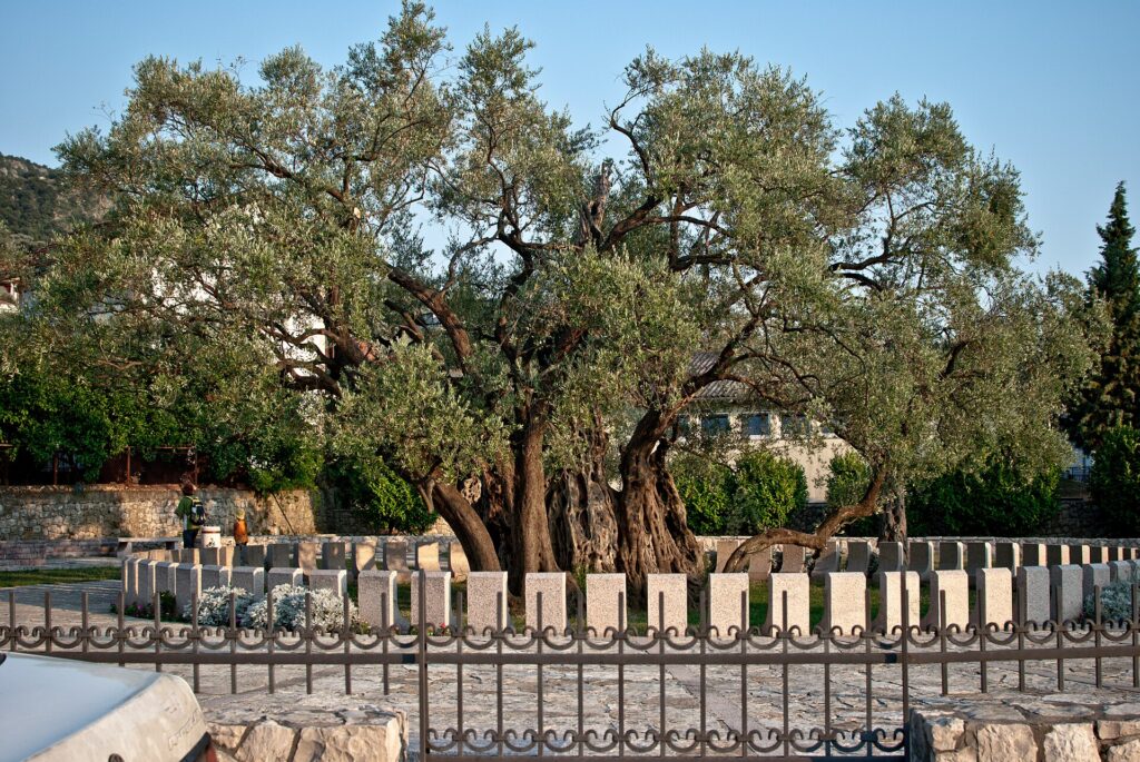 Stara Maslina: An olive tree more than 2,500 years old
